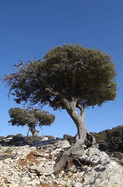 Kermes oak (Quercus coccifera) trees, Kritsa, Crete, Greece, April 2009