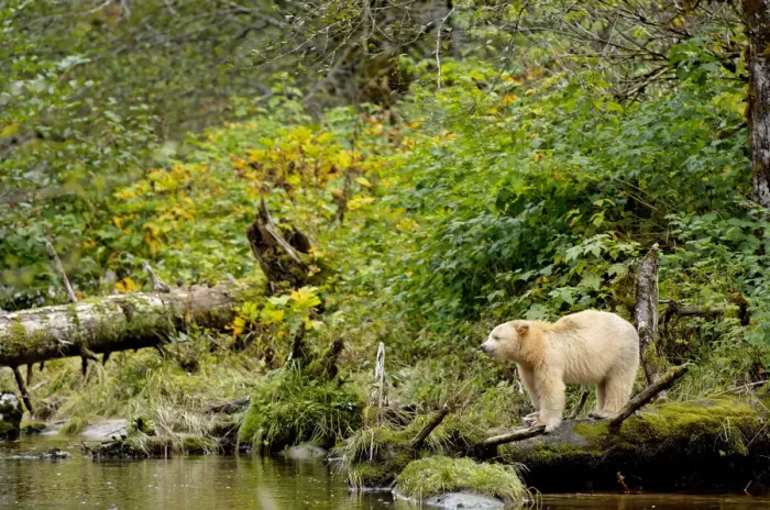 Framed Print : Kermode / Spirit bear (Ursus americanus Kermodei), white morph of black bear, standing Framed Print : Kermode / Spirit bear (Ursus americanus Kermodei), white morph of black bear, standing