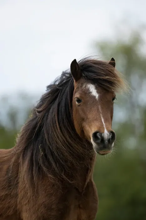 Framed Print : Kerry bog pony, gelding, a rare breed, head portrait, County Kerry, Republic of Ireland. April Framed Print : Kerry bog pony, gelding, a rare breed, head portrait, County Kerry, Republic of Ireland. April