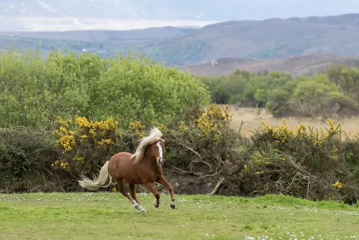 Framed Print : Kerry bog pony, stallion, a rare breed, running, County Kerry, Republic of Ireland. April Framed Print : Kerry bog pony, stallion, a rare breed, running, County Kerry, Republic of Ireland. April
