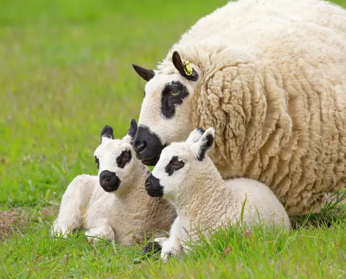 Framed Print : Kerry Hill domestic sheep, ewe and lambs England, UK Framed Print : Kerry Hill domestic sheep, ewe and lambs England, UK