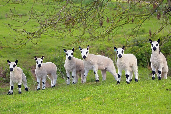 Kerry Hill domestic sheep, six spring lambs. England, UK
