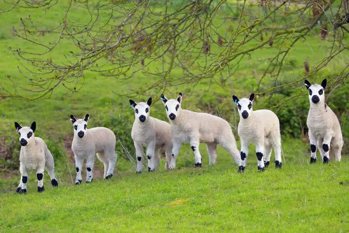 Framed Print : Kerry Hill domestic sheep, six spring lambs. England, UK Framed Print : Kerry Hill domestic sheep, six spring lambs. England, UK