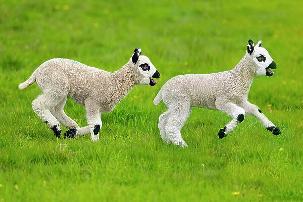 Kerry Hill domestic sheep, spring lambs running, England, UK