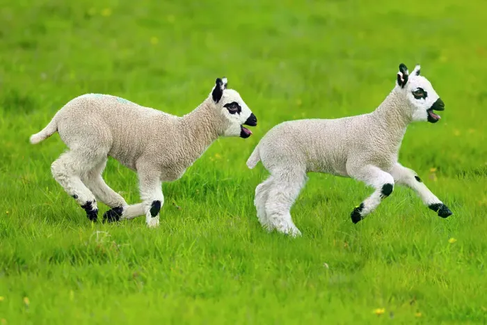 Framed Print : Kerry Hill domestic sheep, spring lambs running, England, UK Framed Print : Kerry Hill domestic sheep, spring lambs running, England, UK