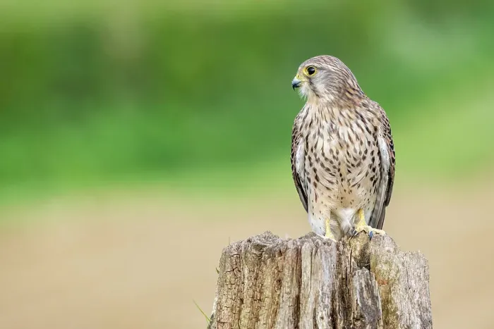 Framed Print : Kestrel (Falco tinnunculus) female, perched on tree stump, UK. April Framed Print : Kestrel (Falco tinnunculus) female, perched on tree stump, UK. April