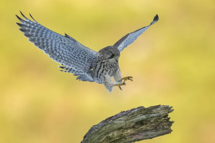 Framed Print : Kestrel (Falco tinnunculus) female alighting onto perch, Scotland, UK Framed Print : Kestrel (Falco tinnunculus) female alighting onto perch, Scotland, UK