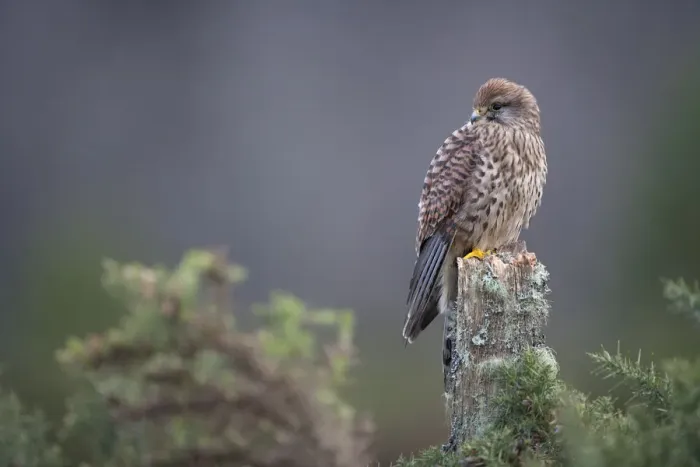 Framed Print : Kestrel (Falco tinnunculus) female perched on fencepost. Captive. Glenfeshie, Scotland Framed Print : Kestrel (Falco tinnunculus) female perched on fencepost. Captive. Glenfeshie, Scotland