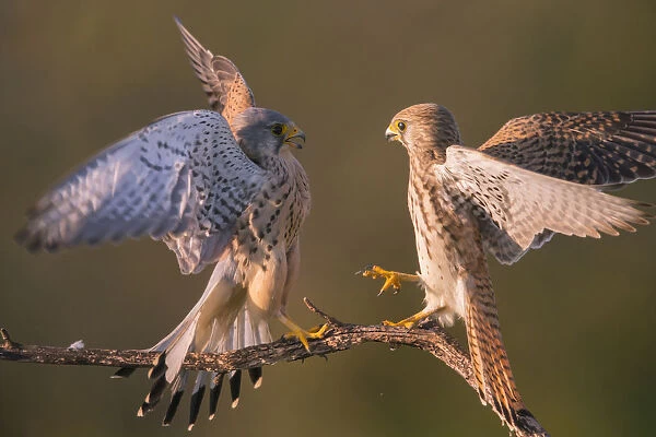 Kestrel (Falco tinnunculus) fighting Hungary, April