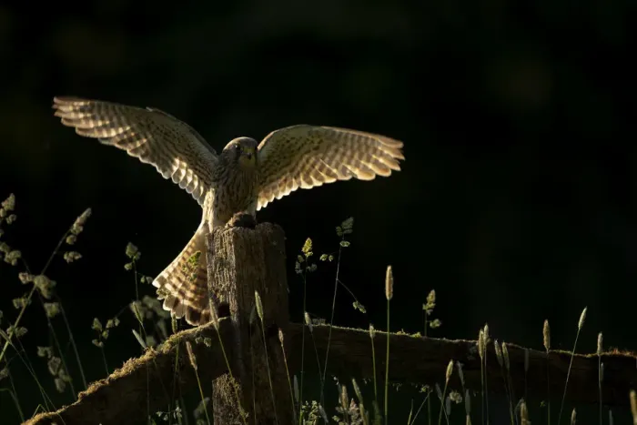 Framed Print : Kestrel (Falco tinnunculus), juvenile, with its prey on fence post in late evening light Framed Print : Kestrel (Falco tinnunculus), juvenile, with its prey on fence post in late evening light