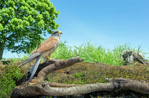 Kestrel (Falco tinnunculus) male, perched on fallen branch, UK. May
