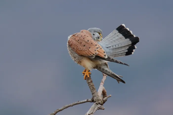 Framed Print : Kestrel (Falco tinnunculus) male, perched on branch preening, La Rioja, Spain. January Framed Print : Kestrel (Falco tinnunculus) male, perched on branch preening, La Rioja, Spain. January