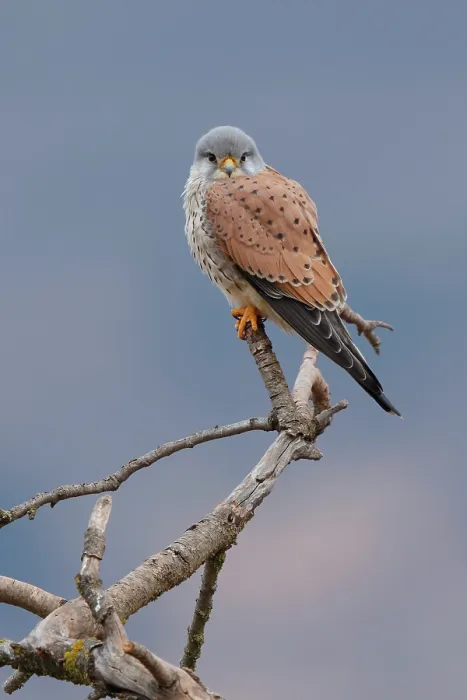Framed Print : Kestrel (Falco tinnunculus) male, perched on branch, La Rioja, Spain. January Framed Print : Kestrel (Falco tinnunculus) male, perched on branch, La Rioja, Spain. January