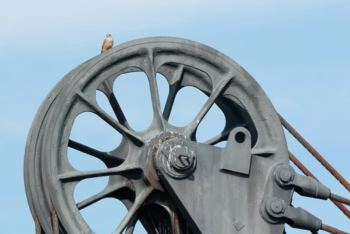 Framed Print : Kestrel (Falco tinnunculus) male, nesting on old mine machinery, Ciudad Real, Spain. April Framed Print : Kestrel (Falco tinnunculus) male, nesting on old mine machinery, Ciudad Real, Spain. April