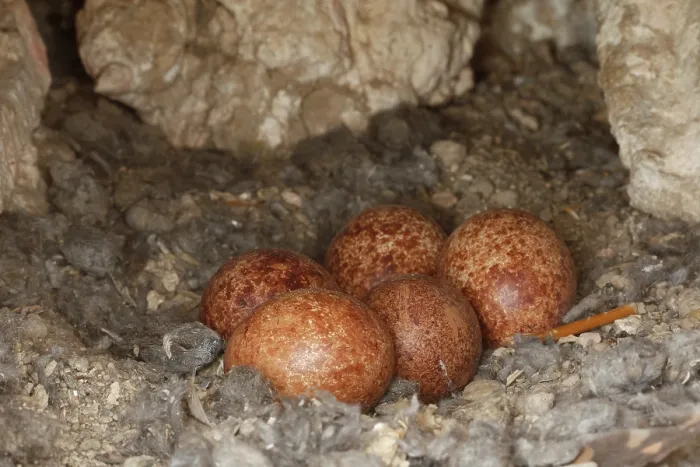 Framed Print : Kestrel (Falco tinnunculus) nest hole with eggs in an old house wall, Navarre, Spain. May Framed Print : Kestrel (Falco tinnunculus) nest hole with eggs in an old house wall, Navarre, Spain. May