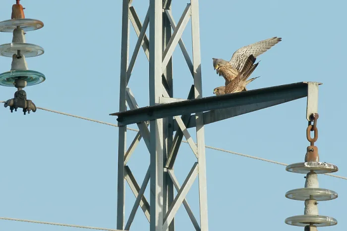 Framed Print : Kestrels (Falco tinnunculus) pair, mating on an electricity pylon. Ciudad Real, Spain. April Framed Print : Kestrels (Falco tinnunculus) pair, mating on an electricity pylon. Ciudad Real, Spain. April