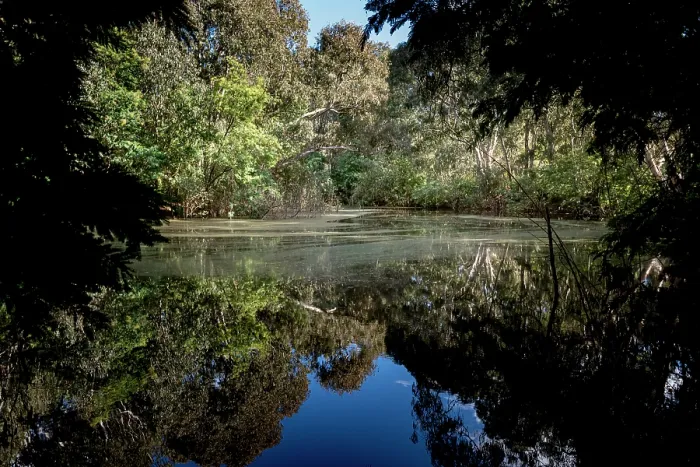 Framed Print : The Kew Billabong / The Willsmere Billabong, Willsmere Park Kew East, Victoria, Australia. July, 2021 Framed Print : The Kew Billabong / The Willsmere Billabong, Willsmere Park Kew East, Victoria, Australia. July, 2021