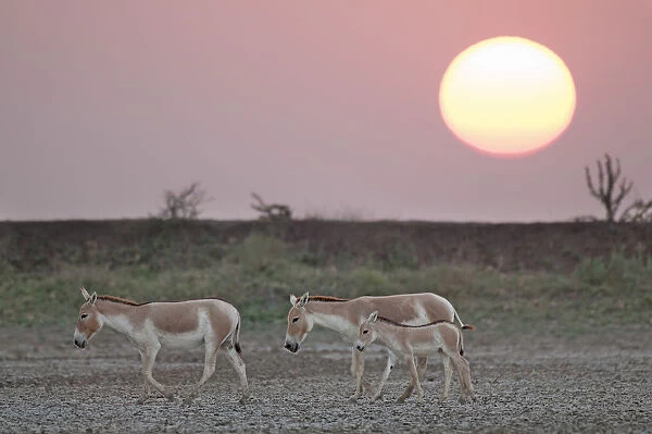 Khur  /  Asiatic wild ass (Equus hemionus) with foal, walking at sunset, Little Rann of Kutch