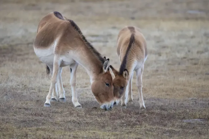 Framed Print : Kiang (Equus kiang) female and foal. Hoh Xil Nature Reserve, Tibetan plateau, Qinghai Framed Print : Kiang (Equus kiang) female and foal. Hoh Xil Nature Reserve, Tibetan plateau, Qinghai