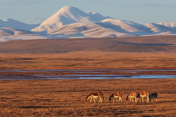 Kiang (Equus kiang) herd grazing on steppe in evening light, mountains in background