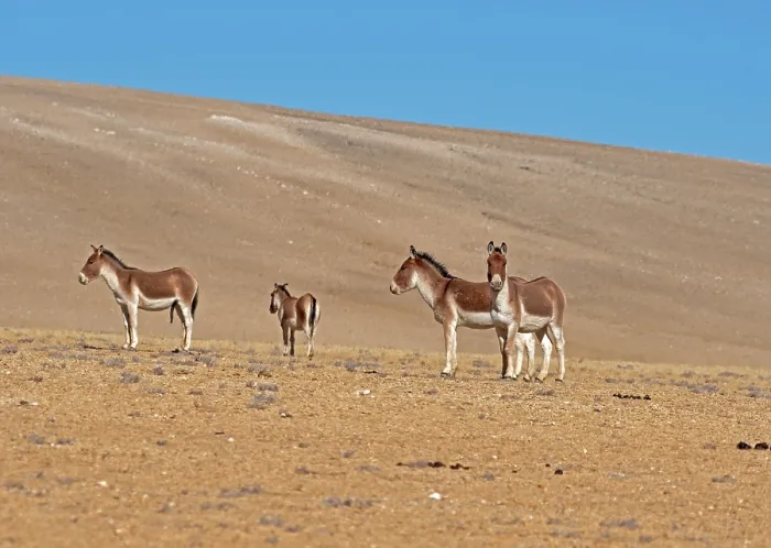 Framed Print : Four Kiangs (Equus kiang) standing on dry, stony ground, Ladakh, India Framed Print : Four Kiangs (Equus kiang) standing on dry, stony ground, Ladakh, India
