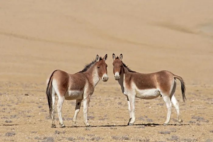 Framed Print : Two Kiangs (Equus kiang) standing on dry, stony ground, Ladakh, India Framed Print : Two Kiangs (Equus kiang) standing on dry, stony ground, Ladakh, India