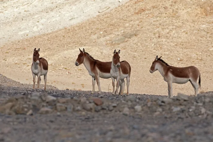 Framed Print : Four Kiangs (Equus kiang) standing in the shade on dry, stony ground, Ladakh, India Framed Print : Four Kiangs (Equus kiang) standing in the shade on dry, stony ground, Ladakh, India