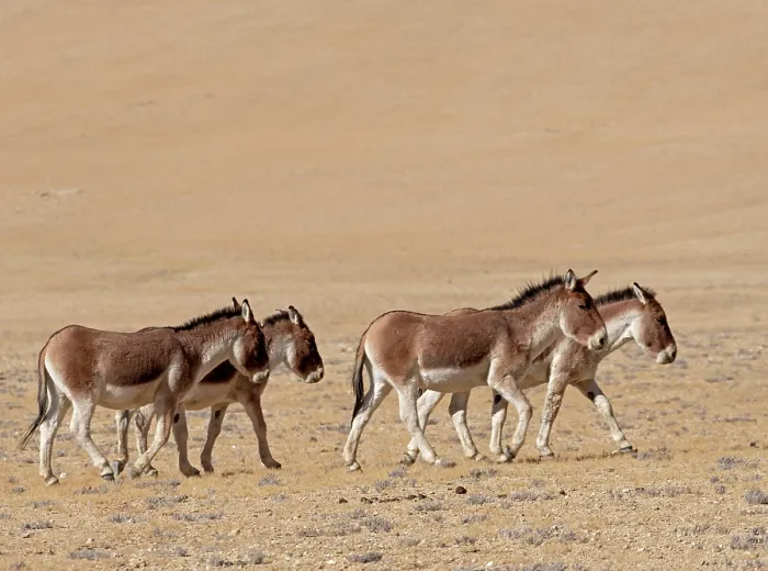 Framed Print : Four Kiangs (Equus kiang) walking over dry, stony ground, Ladakh, India Framed Print : Four Kiangs (Equus kiang) walking over dry, stony ground, Ladakh, India