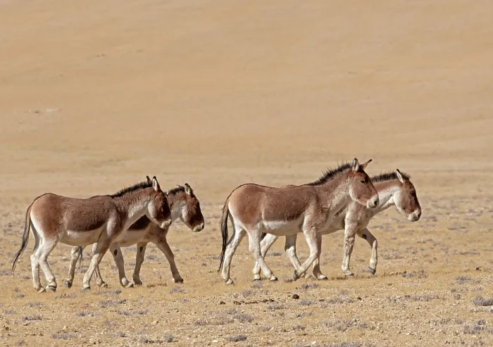 Framed Print : Four Kiangs (Equus kiang) walking over dry, stony ground, Ladakh, India Framed Print : Four Kiangs (Equus kiang) walking over dry, stony ground, Ladakh, India