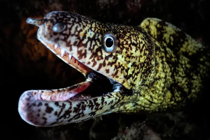 Framed Print : Kidako moray eel (Gymnothorax kidako) with mouth open, head portrait, Kagoshima Prefecture, Japan, Pacific Ocean