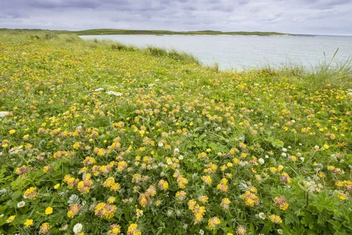 Framed Print : Kidney vetch (Anthyllis vulneraria) flowering on machair grassland at Balranald RSPB Framed Print : Kidney vetch (Anthyllis vulneraria) flowering on machair grassland at Balranald RSPB