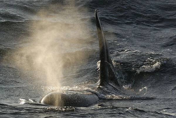 Killer whale  /  Orca (Orcinus orca) blowing at surface, Kristiansund, Nordmre, Norway, February 2009