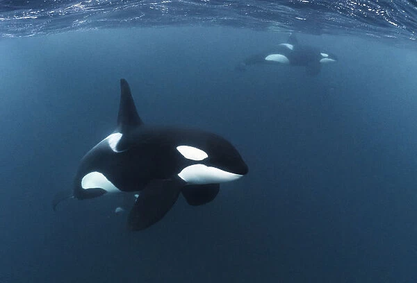 Killer whale  /  Orca (Orcinus orca) mature male in the foreground, with other mature