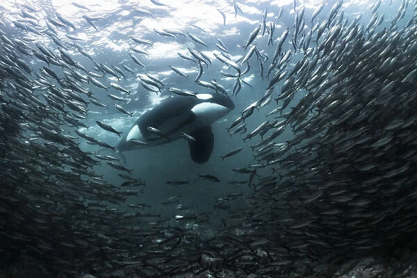 Killer whale  /  Orca (Orcinus orca) large adult male stalking a large school of Herring