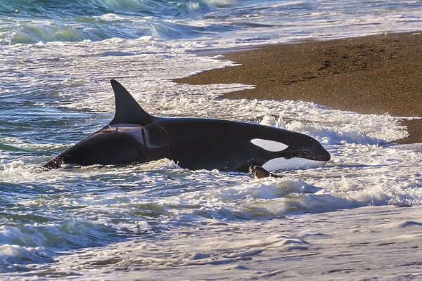 Killer whale  /  Orca (Orcinus orca) beached whilst hunting Sea lion (Otaria flavescens) close to the shore, Punta Norte Nature Reserve, Peninsula Valdes, Patagonia, Argentina, Atlantic Ocean