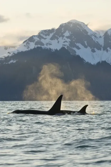 Framed Print : Killer WHale / Orca (Orcinus orca) bull and cow in Resurrection Bay, Kenai Fjords National Park Framed Print : Killer WHale / Orca (Orcinus orca) bull and cow in Resurrection Bay, Kenai Fjords National Park