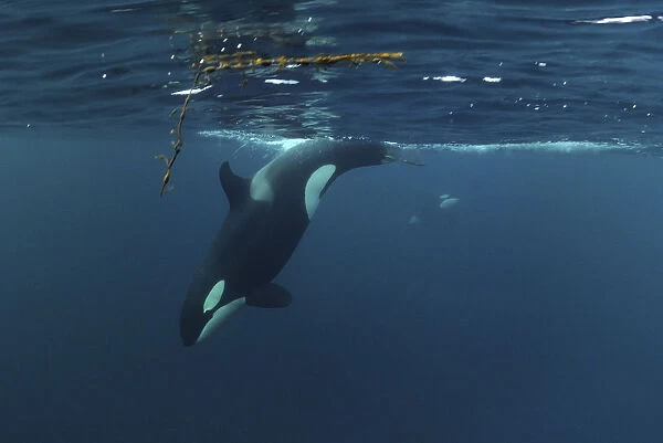 Killer whale  /  Orca (Orcinus orca) diving, Kristiansund, Nordmre, Norway, February 2009