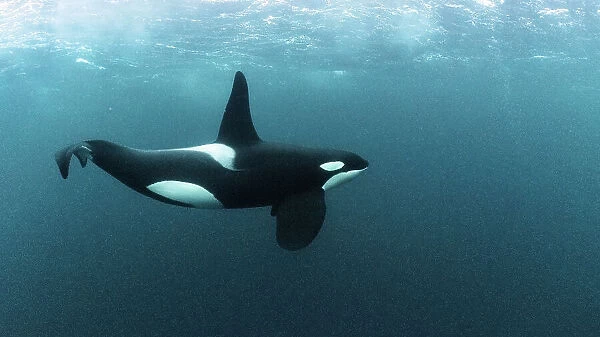 Killer whale  /  Orca (Orcinus orca) mature male, swimming underwater. Hamn, Senja, Norway, Atlantic Ocean