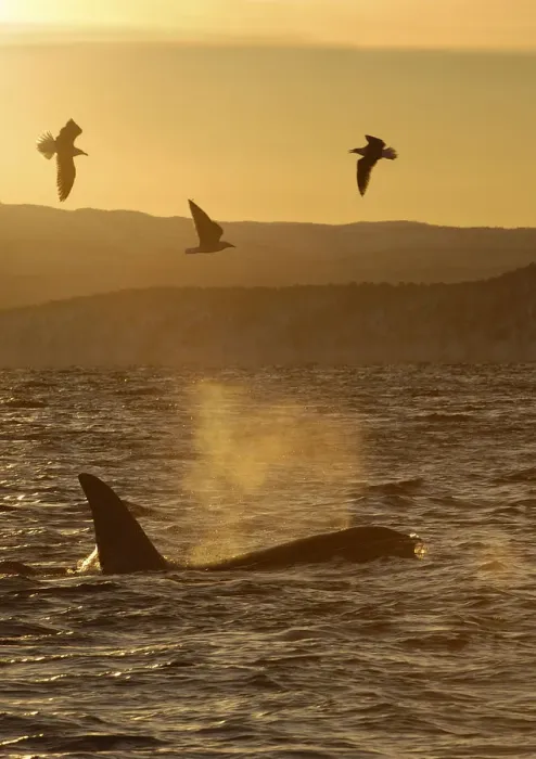 Framed Print : Killer whale  /  Orca (Orcinus orca) surfacing with three seabirds flying, Tysfjord