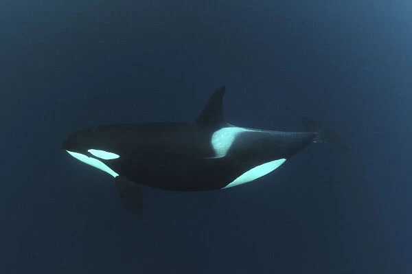 Killer whale  /  Orca (Orcinus orca) underwater, Kristiansund, Nordmre, Norway, February 2009