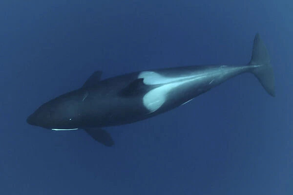Killer whale  /  Orca (Orcinus orca) underwater, Kristiansund, Nordmre, Norway, February