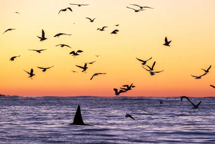 Framed Print : Killer whale (Orcinus orca) adult male surfacing at dusk surrounded by birds, who Framed Print : Killer whale (Orcinus orca) adult male surfacing at dusk surrounded by birds, who