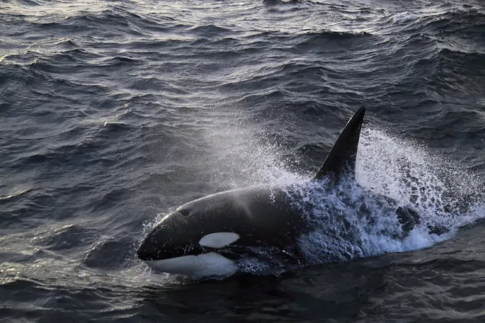 Framed Print : Killer whale (Orcinus orca) breaking surface. North Sea Framed Print : Killer whale (Orcinus orca) breaking surface. North Sea