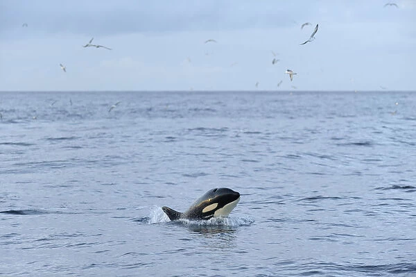 Killer whale (Orcinus orca) following Shetland pelagic trawler Charisma