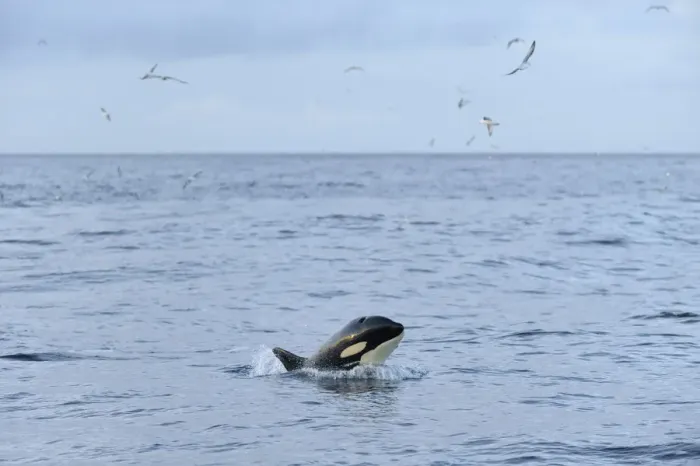 Framed Print : Killer whale (Orcinus orca) following Shetland pelagic trawler Charisma Framed Print : Killer whale (Orcinus orca) following Shetland pelagic trawler Charisma