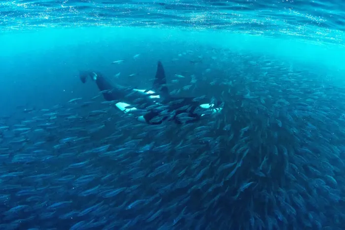Framed Print : Killer whale (Orcinus orca) hunting inside herring baitball (Clupea harengus), Andenes Framed Print : Killer whale (Orcinus orca) hunting inside herring baitball (Clupea harengus), Andenes