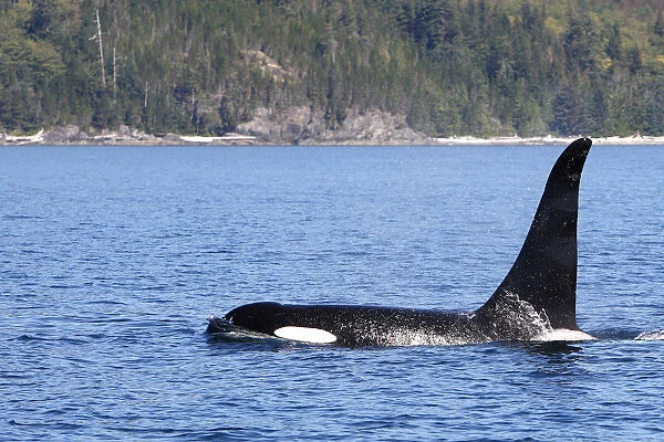 Killer whale (Orcinus orca) at surface, Johnstone strait, British Columbia, Canada