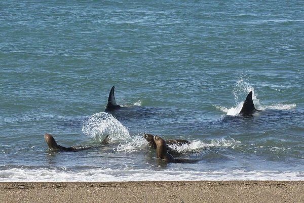 Two Killer whales  /  Orca (Orcinus orca) hunting Sea lions (Otaria flavescens) close to the shore, Punta Norte Nature Reserve, Peninsula Valdes, Patagonia, Argentina, Atlantic Ocean
