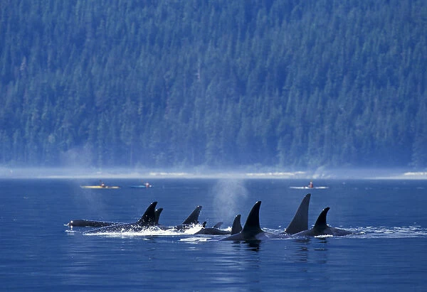 Killer whales (Orcinus orca) off the coast of British Columbia, North Pacific Ocean