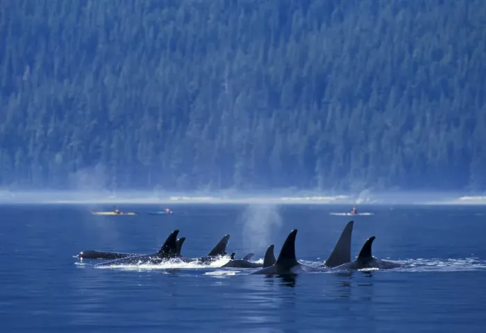 Framed Print : Killer whales (Orcinus orca) off the coast of British Columbia, North Pacific Ocean Framed Print : Killer whales (Orcinus orca) off the coast of British Columbia, North Pacific Ocean